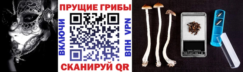 Псилоцибиновые грибы GOLDEN TEACHER  ОМГ ОМГ вход  Переславль-Залесский 