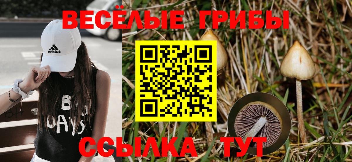 Псилоцибиновые грибы Psilocybine cubensis  Вход с VPN  Переславль-Залесский  Псилоцибиновые грибы прущие грибы 